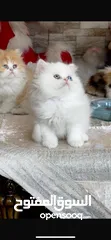  4 قطط شيرازي والأم هملايا العمر شهرين