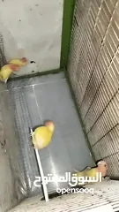 4 فراخ روز لاتينو عين حمرا