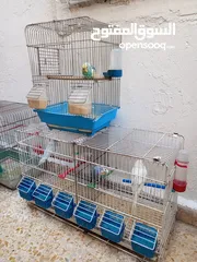  2 طيور  حب وجنة للبيع