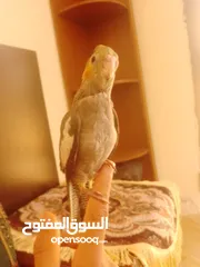  14 ببغاء كوكتيل اليف جدنننننن