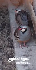  7 متوفر 3جواز حجل بلدي شغالات العمر حوالي سنتين تفقيس جاجه   جاجه قرقه تحتها 8فراخ حجل  12بيضه حجل