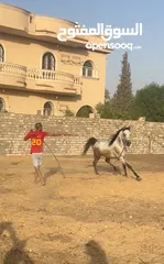  19 Hard to find outstanding pedigree arabian stallion