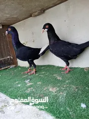  2 4جواز شغاله بذن الله