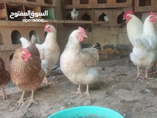  3 للبيع دجاج الهولندي الفاخر الاصل الحجم الضخم منتج يومي وحجم البيض كبير الحجم البيض الاحمر