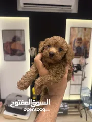  2 Toy poodle توي بودل