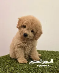  18 Mini toy poodle, Pomeranian, Golden retriever, yorkshire