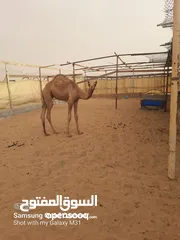  1 قعود ود 6 شهور