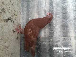  10 متاح  جواز  حمام الماني  كلو شغال جوز بلوني احمر تحته بيض وطيره مزهوراي حمره مع فرخها  وطيره مسوداي