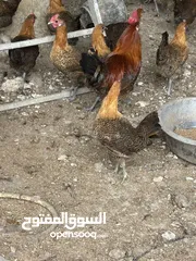  5 دجاج برهومي