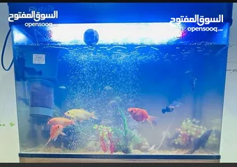  2 fish aquarium  without fish