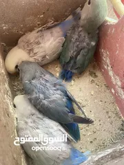  6 جواز روز وفشر