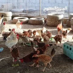  1 دجاج اللبيع