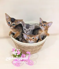  2 Purebred Abyssinian kittens Available  متوفر قطط حبشية أصيلة