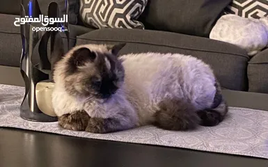  1 قطه سيامي هملايا للتبني