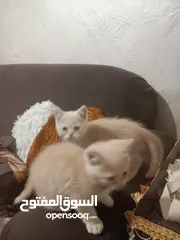  3 قط عدد 2 للبيع