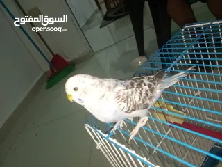  4 طيور حب للبيع جوز