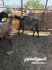  8 تبارك الله موجود عنزين كفاله حليب السن ريشه الحبه وجمع نظيف موجود شعاري اثنتين لحم ومقنوي يقطع من 17