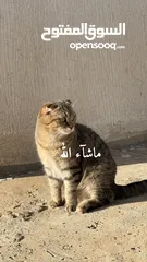  3 للبيع قطين سكوتش