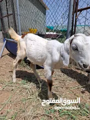  5 ماعز ومعزه محلى خالى من الأمراض