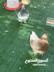  3 حمام