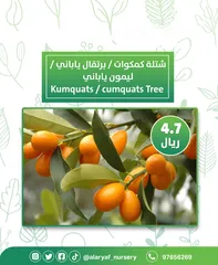  10 شتلات وأشجار البرتقال والحمضيات من مشتل الأرياف  أسعار منافسة نارنگی /  میندر کا درخت orange tree