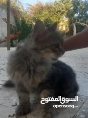  1 قط مكس / بلدي