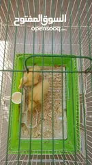  3 بطتين صغار للبيع