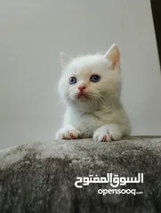  6 قطط منزليات اقرئالوصف
