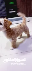  6 (send me whatsup)Male /Mini malltipoo/5 months old