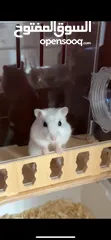  5 أنثى هامستر روسي  female hamster with  3 babies