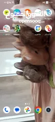  2 ارانب صغيره الوان مميزه اليه للغاية  ،،،،،،