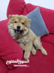  5 تشاو تشاو عدد 3 للبيع