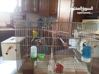  10 طيور حب للبيع