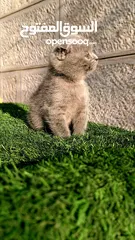  6 أنثى سكوتش فولد