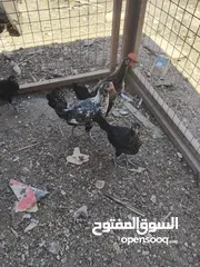  7 موجود عشر ديوك بلدي عمر خمس اشهر