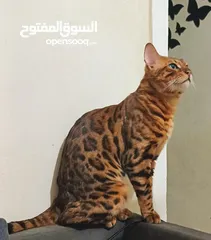  7 بنجال كيتن