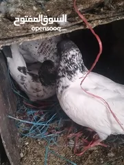  7 حمام صلاة على نبي شغال