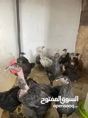  7 دجاج سيراما+كوتشينا+بلدي + فراخ بلدي او ابو رقبه + فرعوني او حبت رود ايلند