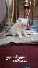  1 قطط صغيرة شيرازي في حالة جيدة