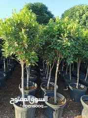  4 جميع أنواع الأشجار ( أشجار زينة - أشجار مثمرة )