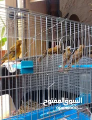  2 اربع مخاليف وطيره جاهزه.