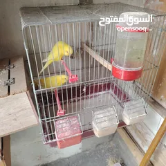  2 طيور حب عصافير حب