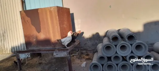  13 ديوك فيومي