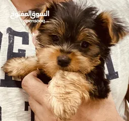  4 Yorkshire Terrier , 3 months old