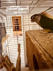  6 ببغاء الكونيور ذو الخد الأخضر 2 Green cheek conure parrots  2