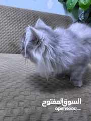  2 Persian cat 3 months old