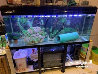  4 Aquarium and Knife fish for sale