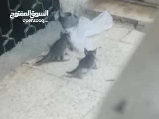  1 بسس للتبني