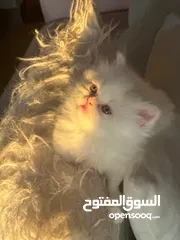  1 قط شيرازي فصيل بيور عمر شهرين
