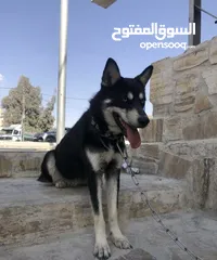 1 كلب هاسكي سايبيري